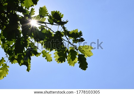 Oak branch and blue sky