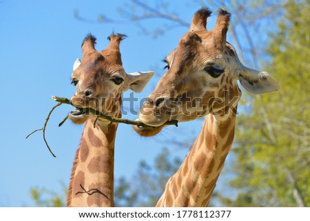 Closeup of two giraffes (Giraffa camelopardalis) eating a twig on blue sky and trees background