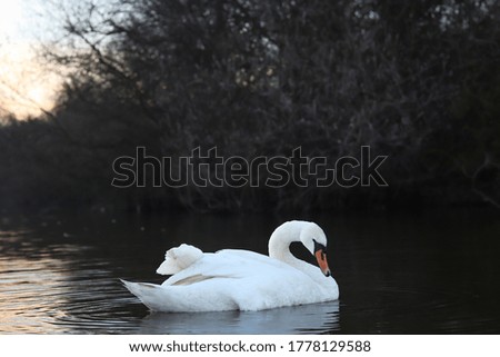white swan swims on the lake