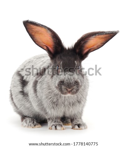 Gray rabbit isolated on a white background.