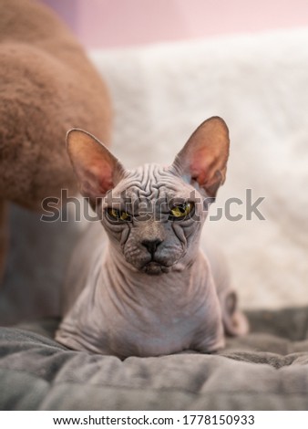 Portrait of a beautiful sphinx cat with yellow eyes

