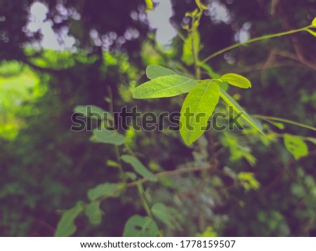 Beautiful silhouette  of green leaves of shrub in lush foliage. purple shadowy background.