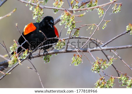 Male Red-winged Blackbird mad in a tree