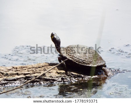 Muddy turtle on log in river