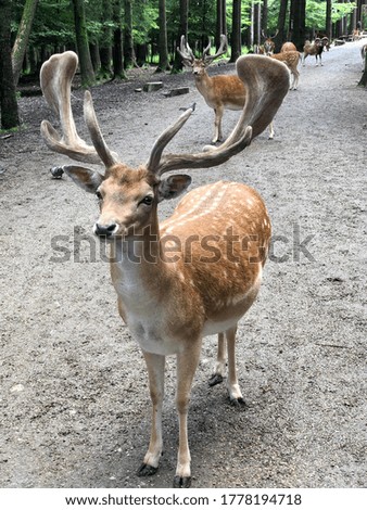 Picture of fallow deers in a park in Germany