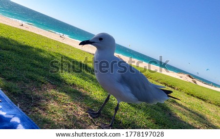 Cute picture of a seagull with a beautiful beach on a background
