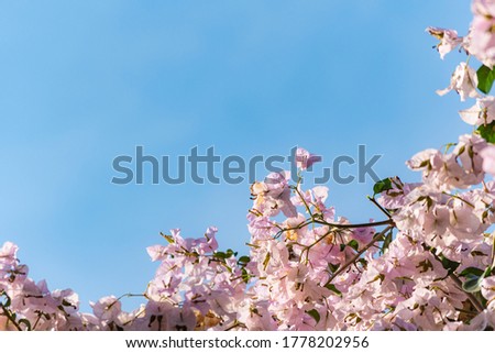 
colorful flowers in front of blue sky
