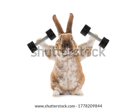 Bunny with dumbbells isolated on a white background.