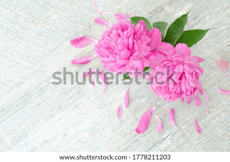 Two pink peony flowers in a vase on a gray stone table. Greeting romantic concert, Mother's day, Birthday. Top view, place for text, copy space.
