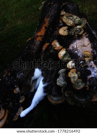 Macro photograph of a unique cat playing around on a log surrounded by mushrooms.