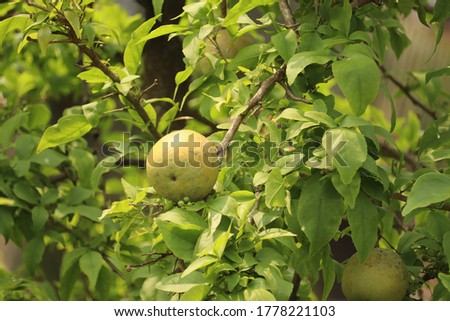 Wood Apple or Bell Fruit , stock image