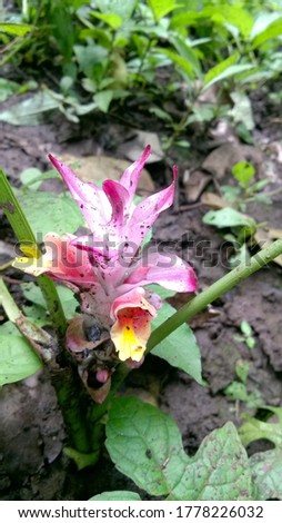 Picture was taken in Barumal forest India in the monsoon, Wild flower blooming after rain.