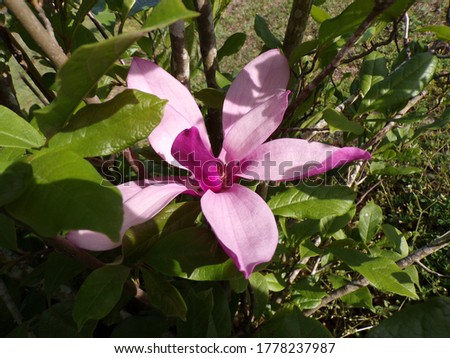 beautiful purple Japanese magnolia blossom