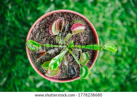 Potted Venus Fly Trap Outdoors