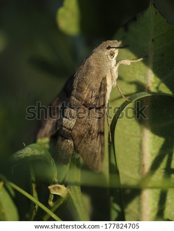 humming-bird hawk-moth
