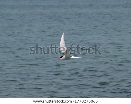 Picture of a flying tern 