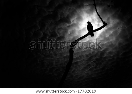 A raven at rest on a branch