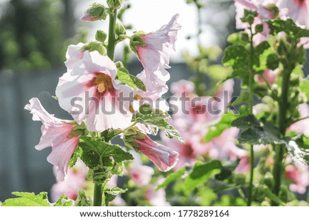 Bushes of pink mallows in full bloom
