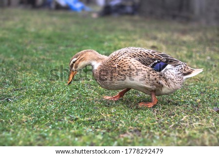 Domestic duck in a farm land. Park decoration bird in a public place. Stock photo for design