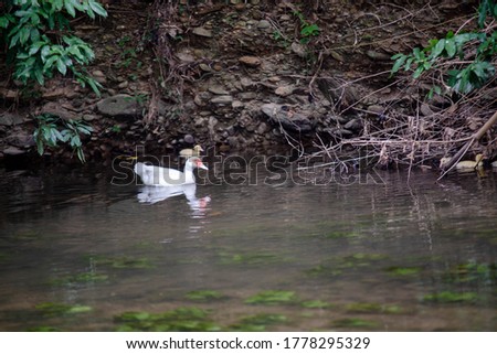A female babary duck (Cairina moschata) with her two-day brood