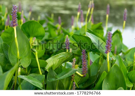 Pickerel weed flower - Pontederia cordata in native American flower