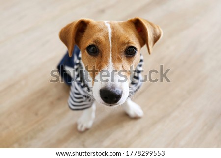 Curious Jack Russell Terrier puppy wearing a dog jumpsuit looking at the camera. Adorable doggy with folded ears at home with funny look on its face. Close up, copy space, background.