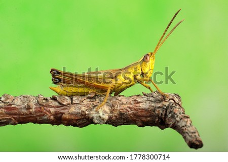 cricket on a stick and a green background Royalty-Free Stock Photo #1778300714