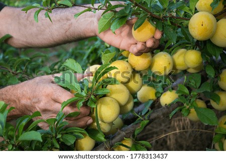 A farmer's hands picking yellow plums. Harvesting, responsible agriculture.