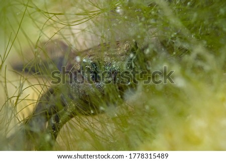 Toad tadpole behind the green algae