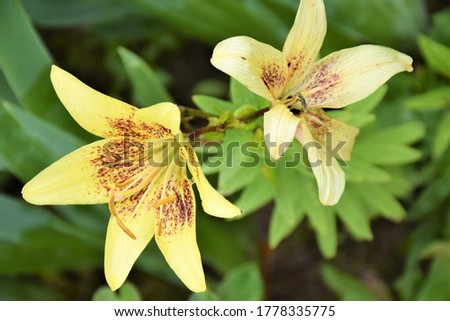 yellow lily flowers, two flowers on a green background, beautiful card with flora