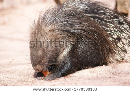 cute porcupine eats a carrot