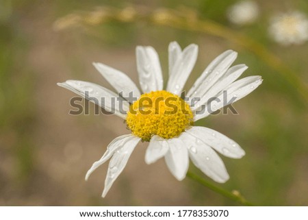 Daisy close-up with falling petals, fortune telling