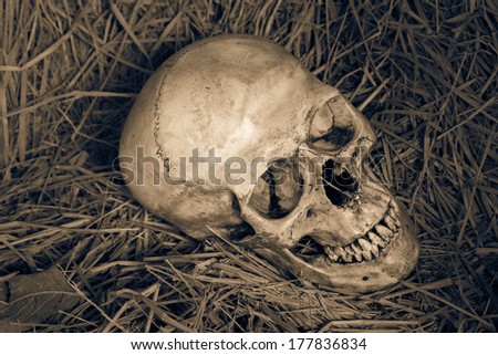 Still life,  human skull on straw in farmer barn