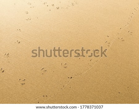 Bird footprints in the sand.