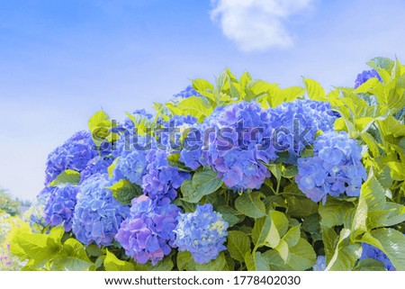 Blue sky in early summer and lots of hydrangea