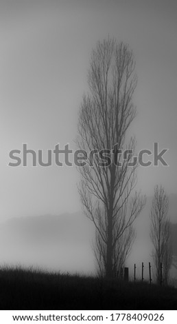 Black and white soft-focus image of a bare poplar tree silhouetted in the early morning light