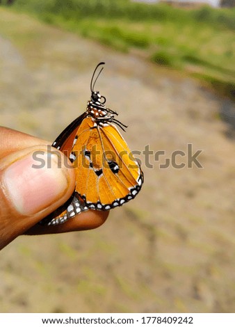 Close up of Danaus chrysippus Butterfly.Plain Tiger butterfly in a human hand against beautiful green grass.With selective focus on subject.