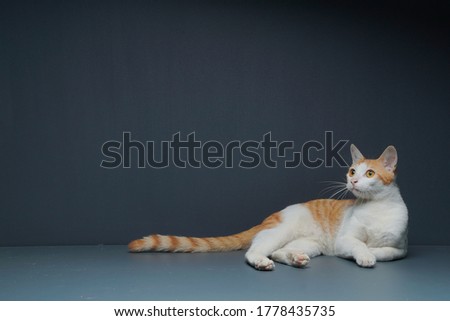 Studio shot of yellow cat