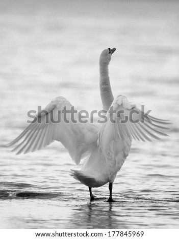 A picture of a swan standing in water, spreading its wings.
