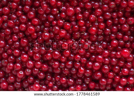 Berries of red currant in the top view. Background with red currants. Close-up of red berries. Royalty-Free Stock Photo #1778461589