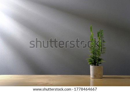 Small plant in a pot on wooden table. Soft morning light shines through the window.