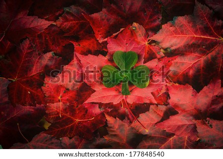 An emblematic Irish Shamrock over top a bed of Canadian Maple leaves.  A concept piece in tribute to the Irish immigrants and their role in founding Canada as a nation.  