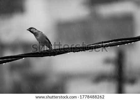 Bird Struggling in heavy rain.