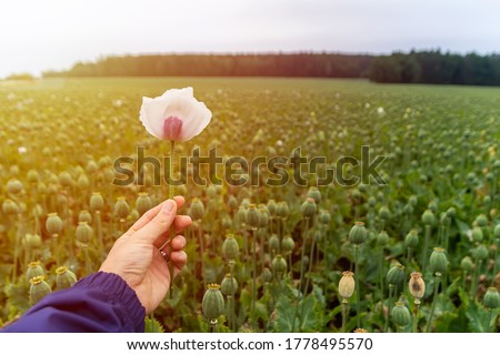 Man hold white blossom of poppy seed flower again field and trees