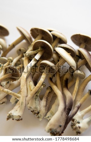 Psilocybin cubensis mushroom. Fresh Psilocybin shroom. Hallucinogenic Psychedelic drug.