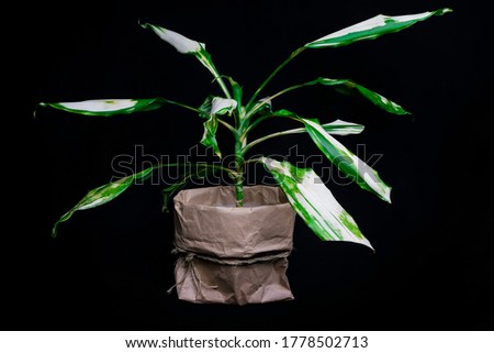 Dracaena fragrans is a flowering plant on black background