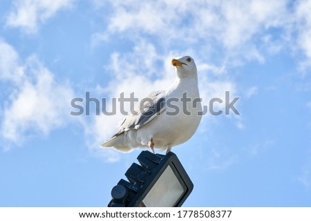 A seagull sits against the blue sky in the sun.