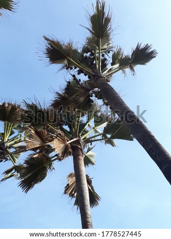 The palm trees in The Gambia photographed from underneath.