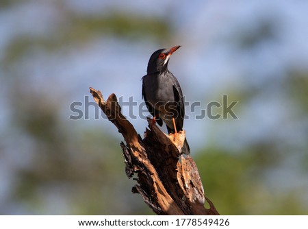Red legged thrush bird sitting on a stump with a natural green leaf and blue sky background 