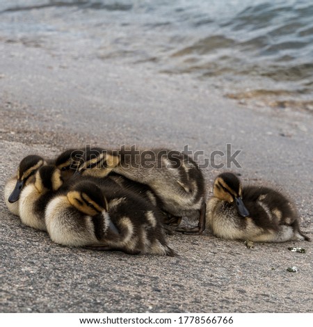 Little cute baby ducks near the shoreline. Picture taken in Lithuania.